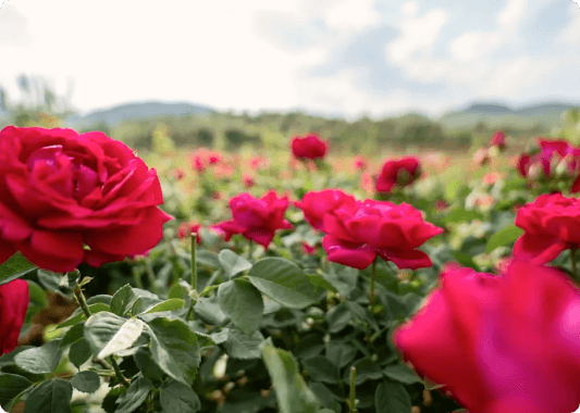 ROSE-INSPIRED FORMULAS